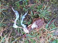 Restes de crapaud commun.