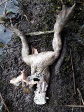 Le corps d'un crapaud partiellement consommé au niveau de la tête.