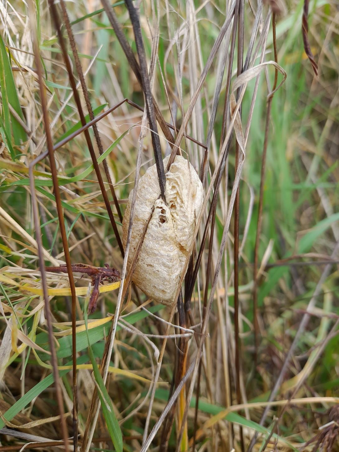 Oothèque de mante religieuse