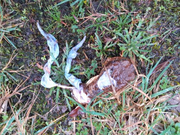 Restes de crapaud commun.